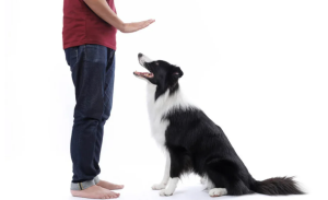 Stay is one of the most basic signals for dogs