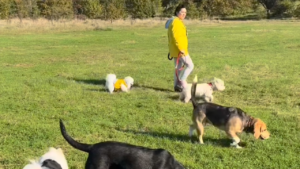 dog walking business