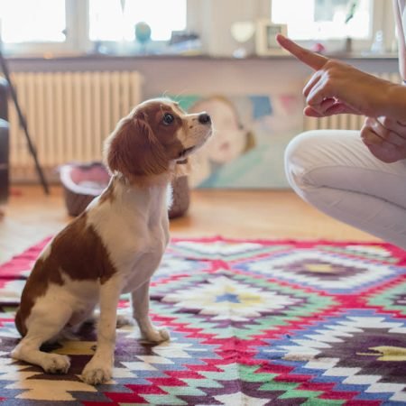 The-Wildest_Editorial_Eight_Basic_Training_Cues_to_Teach_Your_Dog_Hero